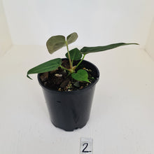Load image into Gallery viewer, #2 Anthurium Papillilaminum Hybrid x - (Complex hybrid)