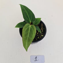 Load image into Gallery viewer, #1 Anthurium Magnificum Hybrid x - Seedling