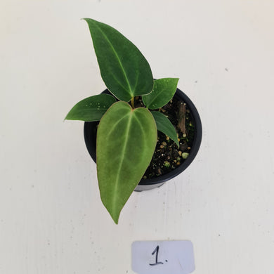 #1 Anthurium Magnificum Hybrid x - Seedling