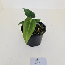 Load image into Gallery viewer, #1 Anthurium Magnificum Hybrid x - Seedling