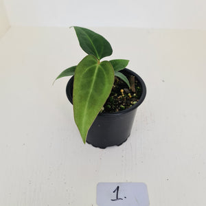 #1 Anthurium Magnificum Hybrid x - Seedling