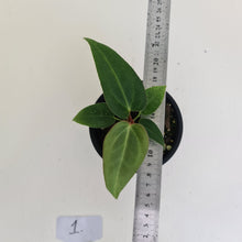 Load image into Gallery viewer, #1 Anthurium Magnificum Hybrid x - Seedling