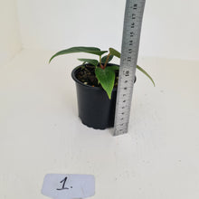 Load image into Gallery viewer, #1 Anthurium Magnificum Hybrid x - Seedling