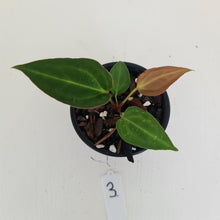 Load image into Gallery viewer, #3 Anthurium Magnificum Hybrid x - Seedling