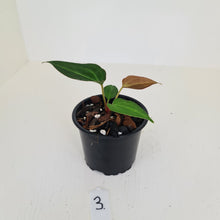 Load image into Gallery viewer, #3 Anthurium Magnificum Hybrid x - Seedling