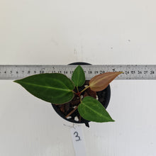 Load image into Gallery viewer, #3 Anthurium Magnificum Hybrid x - Seedling