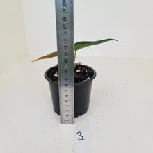 Load image into Gallery viewer, #3 Anthurium Magnificum Hybrid x - Seedling