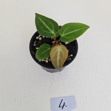 Load image into Gallery viewer, #4 Anthurium Magnificum Hybrid x - Seedling