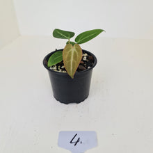 Load image into Gallery viewer, #4 Anthurium Magnificum Hybrid x - Seedling