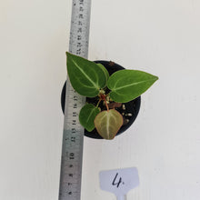 Load image into Gallery viewer, #4 Anthurium Magnificum Hybrid x - Seedling