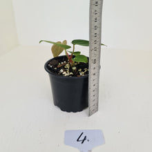 Load image into Gallery viewer, #4 Anthurium Magnificum Hybrid x - Seedling