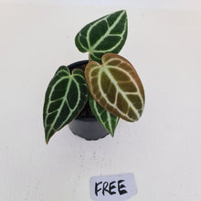 Load image into Gallery viewer, Anthurium Crystallinum hybrid - HIDDEN GEM