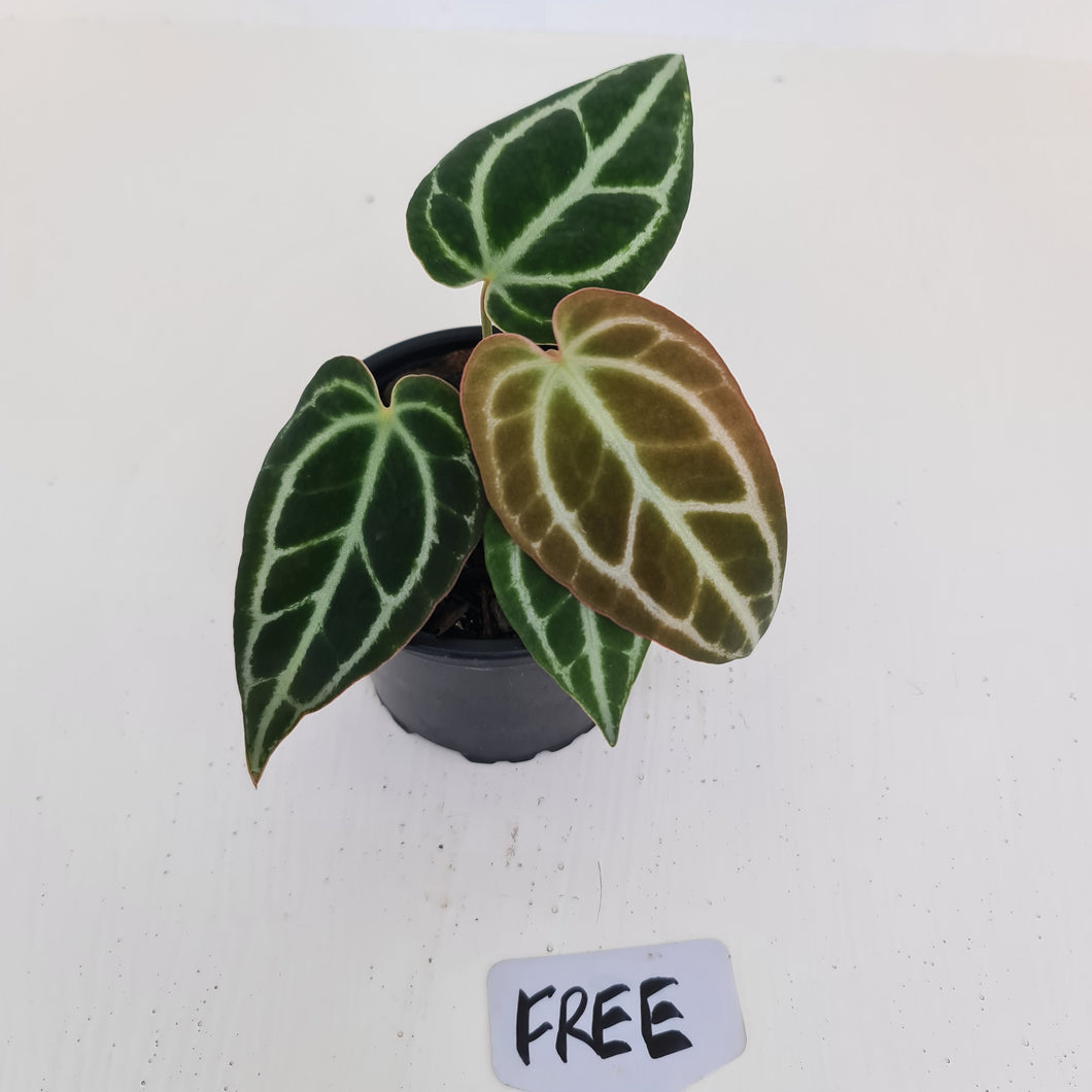Anthurium Crystallinum hybrid - HIDDEN GEM