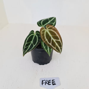 Anthurium Crystallinum hybrid - HIDDEN GEM