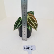 Load image into Gallery viewer, Anthurium Crystallinum hybrid - HIDDEN GEM