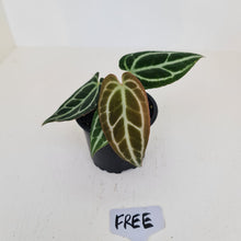 Load image into Gallery viewer, Anthurium Crystallinum hybrid - HIDDEN GEM
