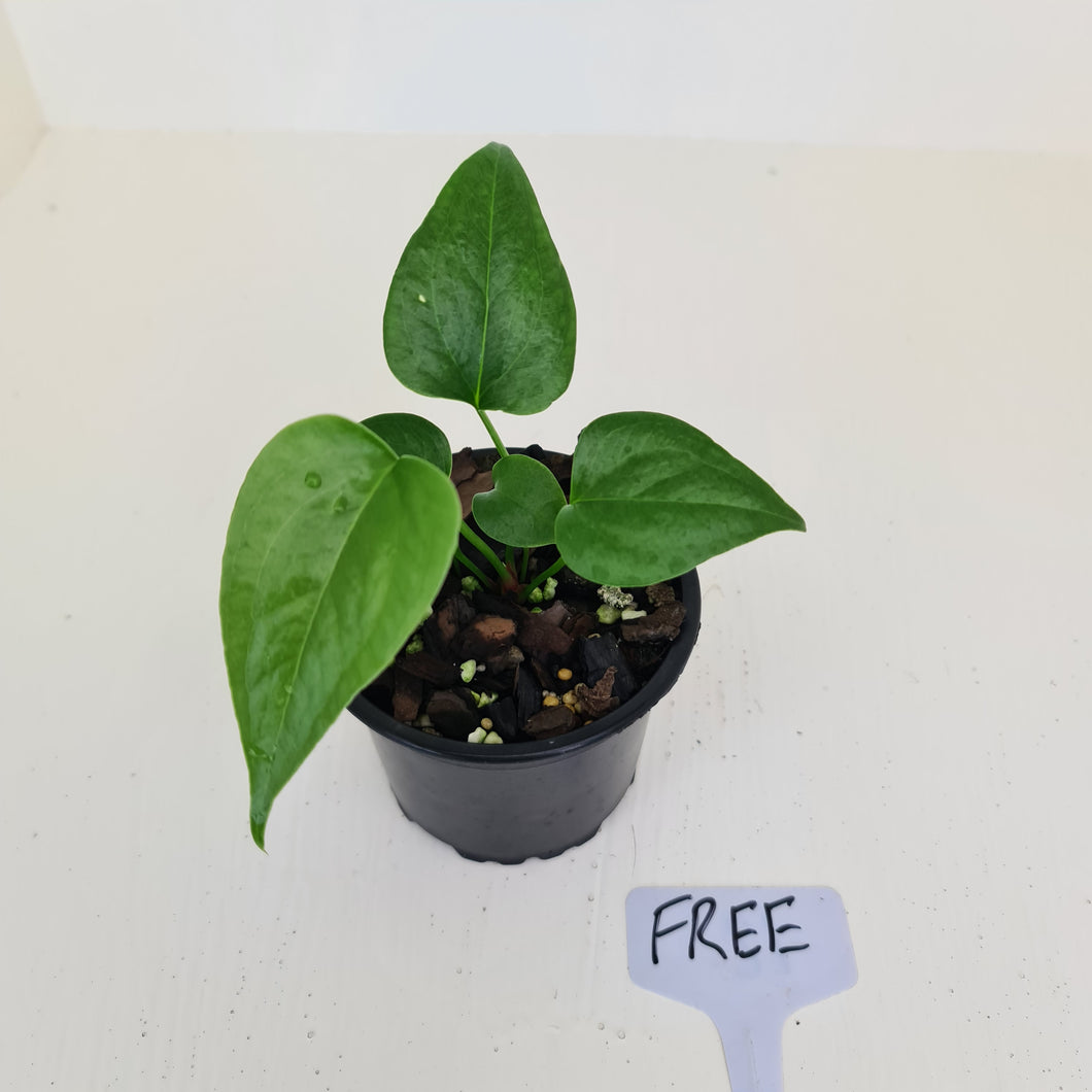 Anthurium Watermaliense Seedling - HIDDEN GEM