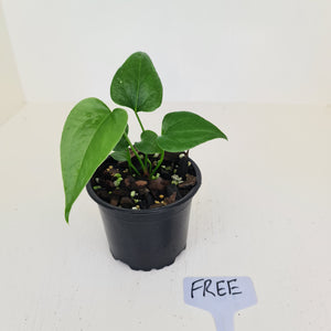 Anthurium Watermaliense Seedling - HIDDEN GEM