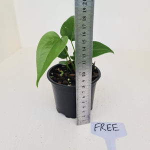 Anthurium Watermaliense Seedling - HIDDEN GEM