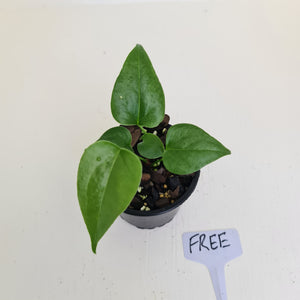 Anthurium Watermaliense Seedling - HIDDEN GEM