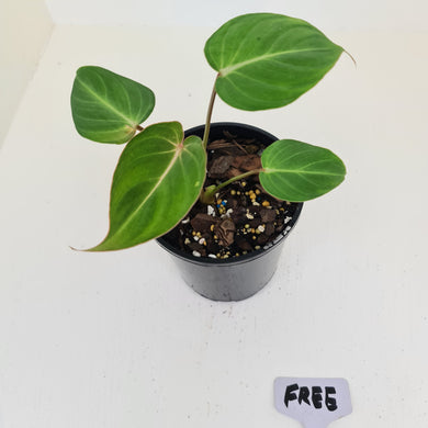 Philodendron Gloriosum - HIDDEN GEM