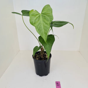 Anthurium Macrolobium