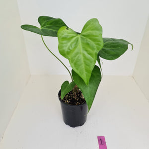 Anthurium Macrolobium