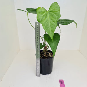 Anthurium Macrolobium