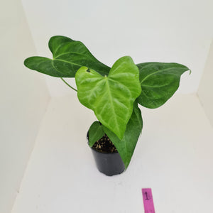 Anthurium Macrolobium