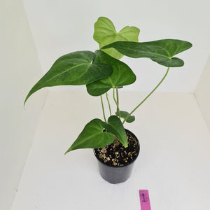 Anthurium Macrolobium