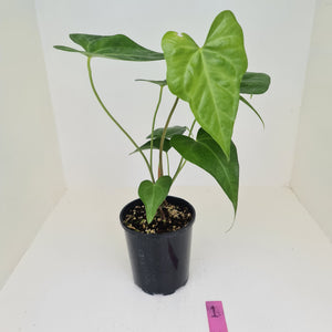 Anthurium Macrolobium