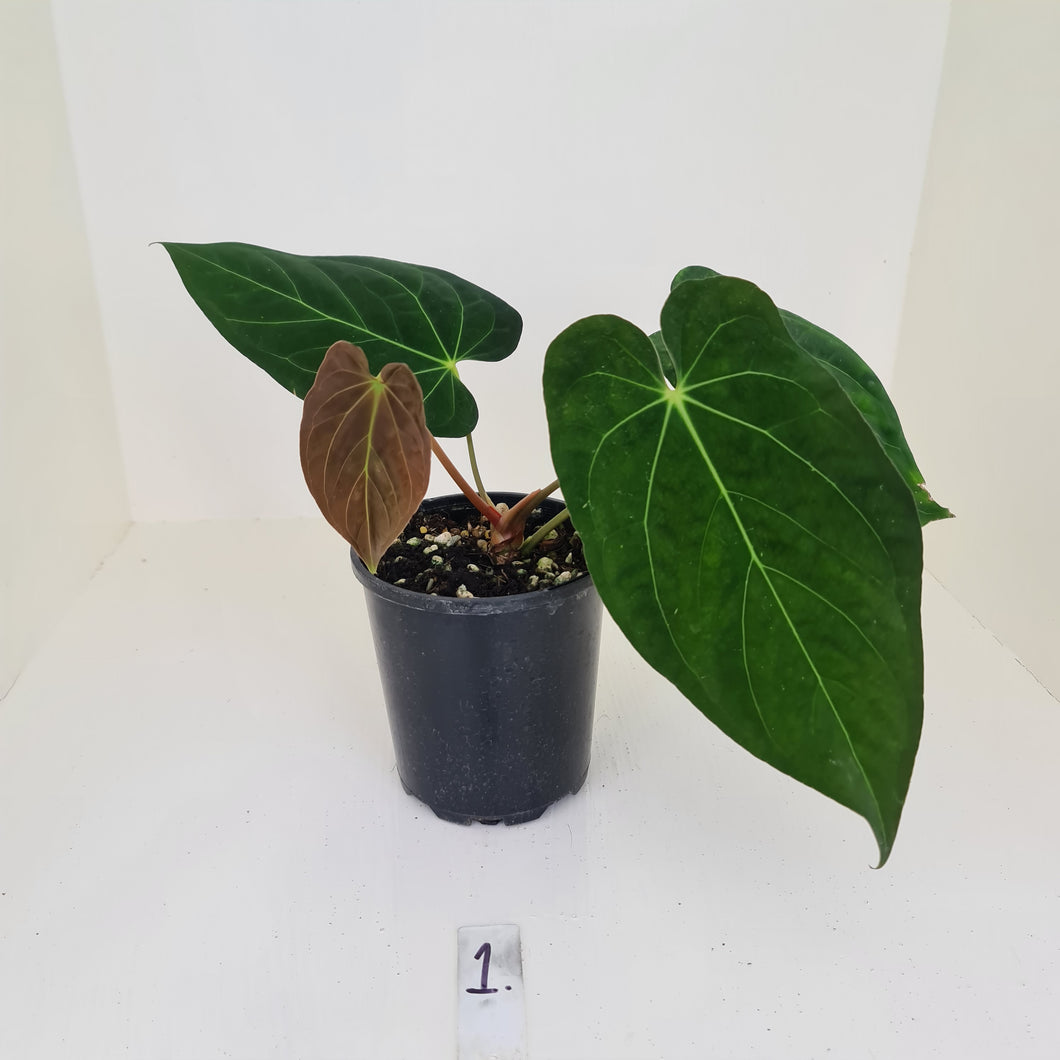 #1 Anthurium Papillilaminum hybrid