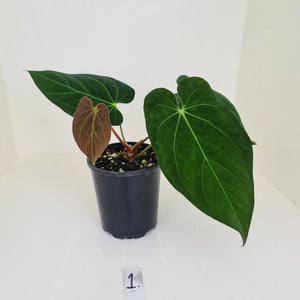 #1 Anthurium Papillilaminum hybrid