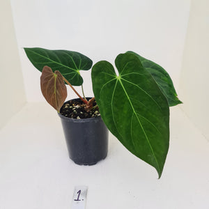 #1 Anthurium Papillilaminum hybrid