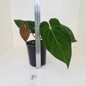 #1 Anthurium Papillilaminum hybrid