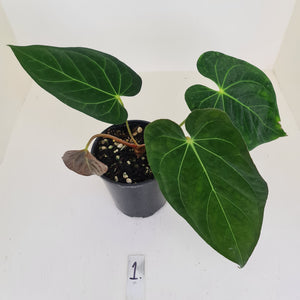 #1 Anthurium Papillilaminum hybrid