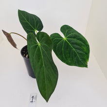 Load image into Gallery viewer, #1 Anthurium Papillilaminum hybrid