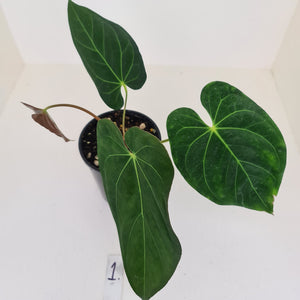 #1 Anthurium Papillilaminum hybrid