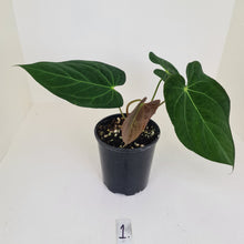 Load image into Gallery viewer, #1 Anthurium Papillilaminum hybrid