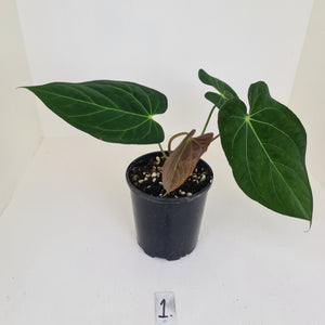 #1 Anthurium Papillilaminum hybrid