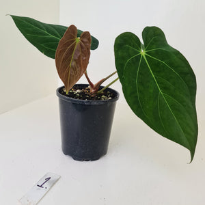 #1 Anthurium Papillilaminum hybrid