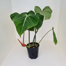 Load image into Gallery viewer, #1 Large Philodendron Gloriosum