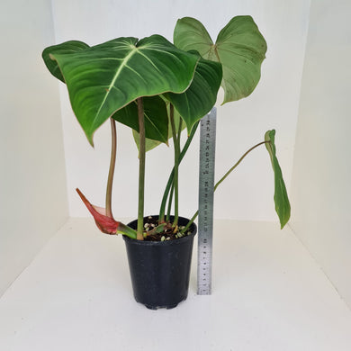 #1 Large Philodendron Gloriosum