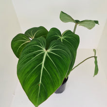 Load image into Gallery viewer, #1 Large Philodendron Gloriosum
