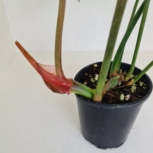 Load image into Gallery viewer, #1 Large Philodendron Gloriosum