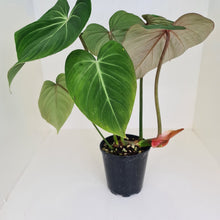 Load image into Gallery viewer, #1 Large Philodendron Gloriosum