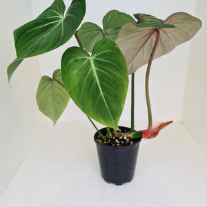#1 Large Philodendron Gloriosum