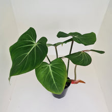 Load image into Gallery viewer, #1 Large Philodendron Gloriosum