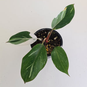 Philodendron White Knight