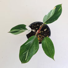 Load image into Gallery viewer, Philodendron White Knight